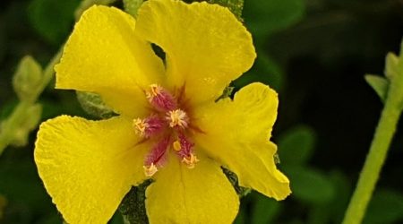 בוצין מפורץ / Verbascum sinuatum