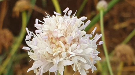 שלמון יפואי / Cephalaria joppensis
