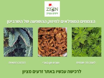 2_ערכת-צמחים-העוזרים-לשרביטן