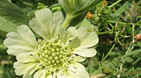 תגית מצויה / Scabiosa prolifera