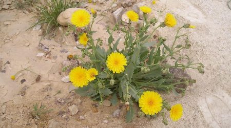 צפורני-חתול מצויות / Calendula arvensis