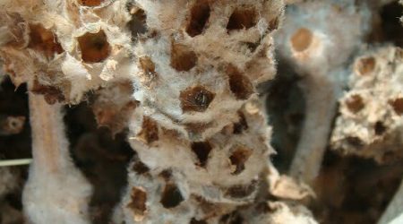 צמר מפוצל / Eromostachys laciniata