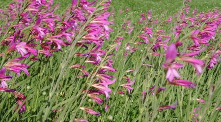 סייפן התבואה / Gladiolus italicus