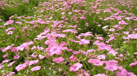 מיקס פריחה ורודה / Pink blossom mix
