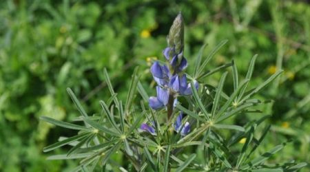תורמוס צר עלים / Lupinus angustifolius