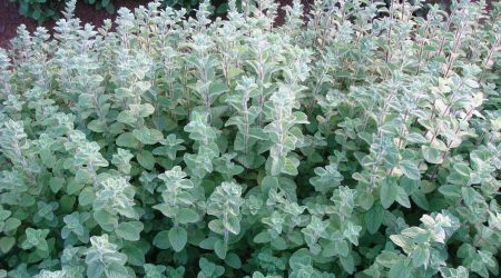 אזוב מצוי – זעתר / Origanum syriacum
