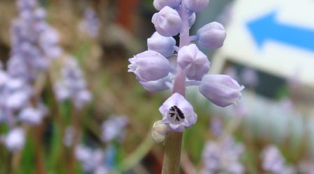 כדן קטן-פרחים / Muscari parviflorum