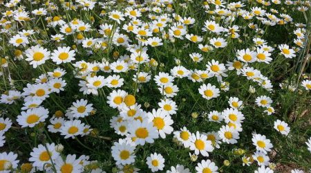מיקס פריחה לבנה / White blossom mix