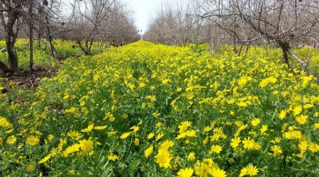 מיקס פריחה צהובה / Yellow blossom mix
