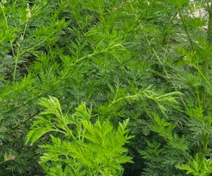 עלי לענה חד שנתית לחליטת מרפא / Artemisia