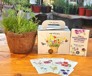 מארז פרחי בר -עציץ ומשחק זיכרון / Israeli wildflowers box – flower pot and memory game