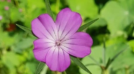 אגרוסטמת השדות – Agrostemma githago – זרעים
