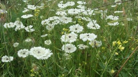שפרירה קשקשנית – Artedia-squamata