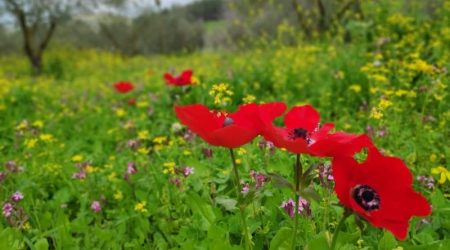 מיקס פריחה נמוכה / Low blooming mix