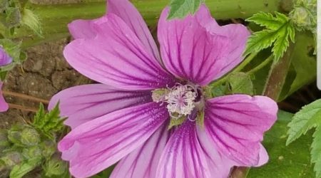 מעוג אפיל / Lavatera trimestris