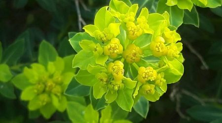 חלבלוב מגובשש / Euphorbia hierosolymitana