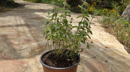 שתיל אזוב מצוי – זעתר / Origanum syriacum