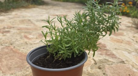 שתיל אזוביון דגול / Lavandula stoechas