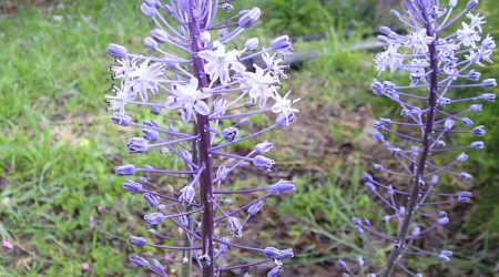 מארז בן חצב יקינתוני- 3 יחידות / Scilla hyacinthoides
