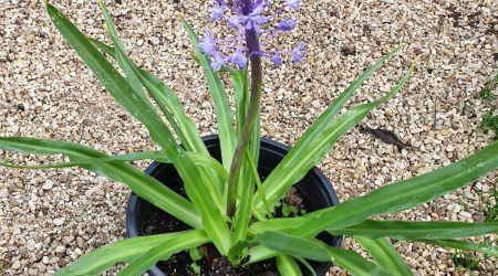 שתיל בן חצב יקינתוני / Scilla hyacinthoides