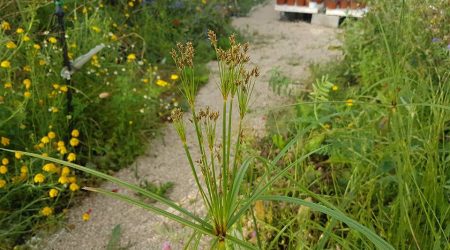 גומא ארוך – Cyperus longus
