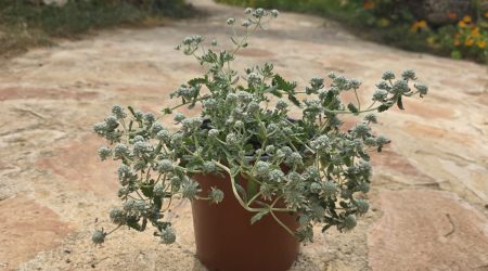 שתיל געדה מצויה / Teucrium capitatum