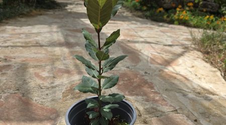 שתיל דפנה ער אציל – Laurus nobilis