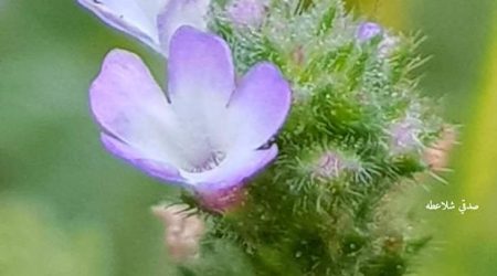 ורבנה רפואית / Verbena officinalis