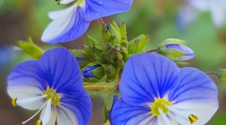 ורוניקה סורית / Veronica syriaca