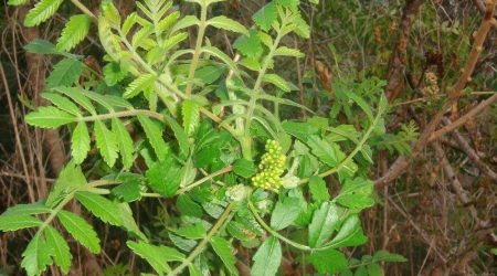 אוג הבורסקאים / Rhus coriaria