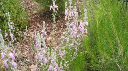 געדה כרתית / Teucrium creticum