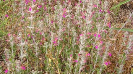געדה מפושקת / Teucrium divaricatum