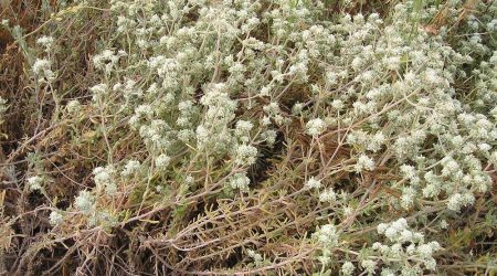 געדה מצויה / Teucrium capitatum