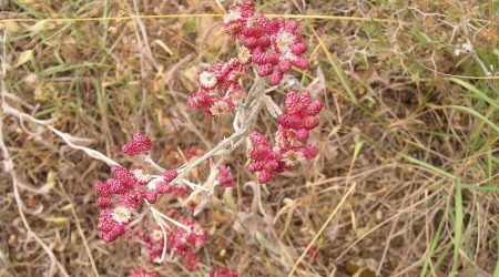 דם המכבים / Helichrysum sanguineum