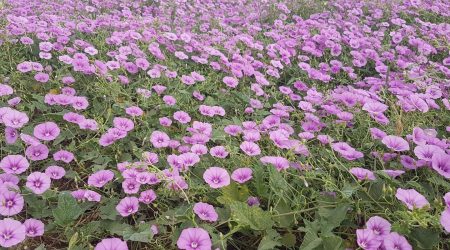 חבלבל המשי / Convolvulus stachydifolius