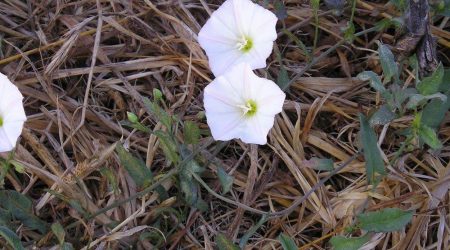 חבלבל השדה / Convolvulus arvensis
