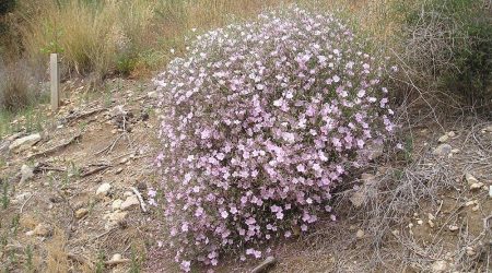 חבלבל השיח / Convolvulus dorycnium