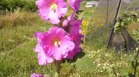 חוטמית זיפנית – זן דרומי / Alcea setosa