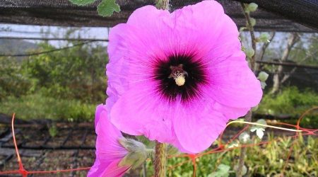 חוטמית זיפנית – זן צפוני / Alcea setosa