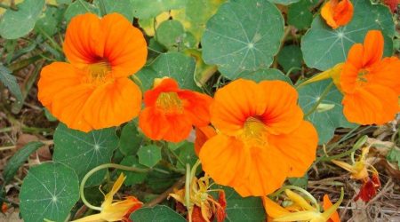 כובע הנזיר / Tropaeolum Majus