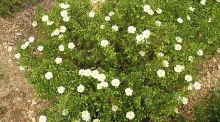 לוטם מרווני / Cistus salviifolius