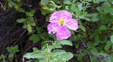 לוטם שעיר / Cistus creticus