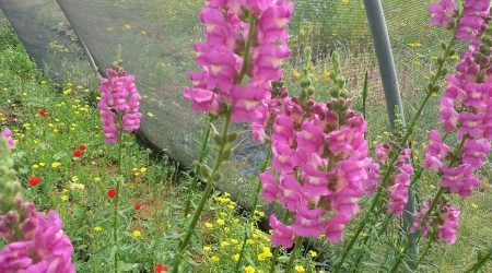 לוע-ארי גדול / Antirrhinum majus