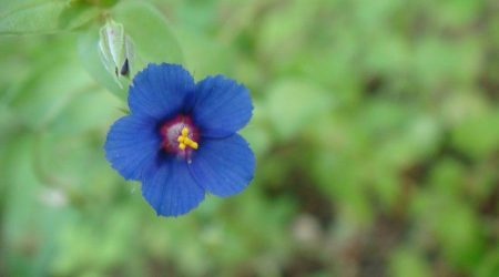 מרגנית השדה / Anagallis Arvensis