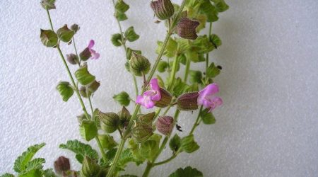 מרווה מנוצה / Salvia pinnata
