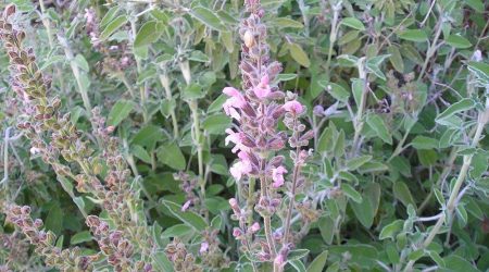 מרווה משולשת / Salvia fruticosa Mill