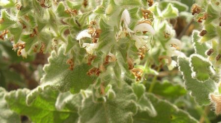 מרווה ריחנית / Salvia dominica