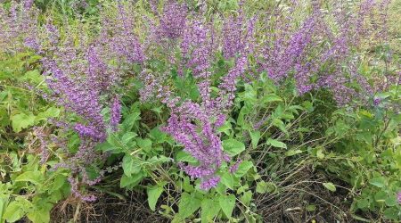 מרוות יהודה / Salvia judaica