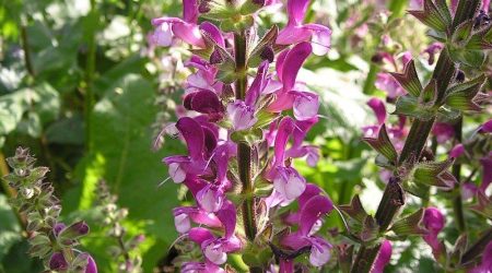 מרוות ירושלים / Salvia hierosolymitana