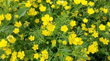 נורית המלל / Ranunculus Marginatus